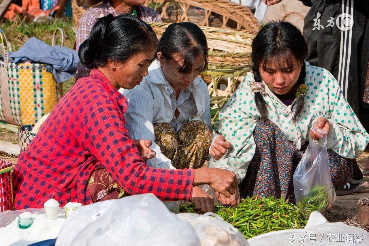 大面积种植辣椒能赚钱吗,种植辣椒一年挣多少钱