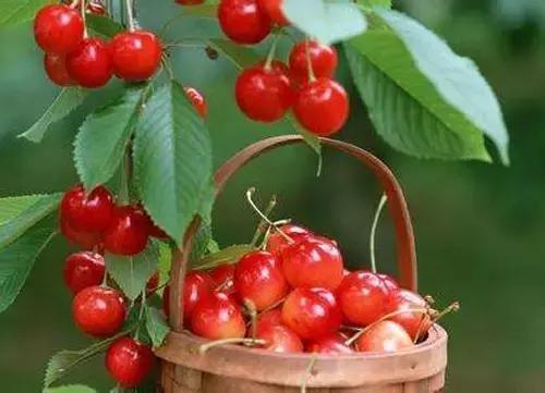 樱桃果中珍品,樱桃果又大又甜