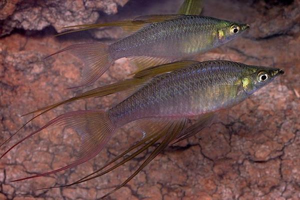 造景草缸灯,造景缸必养工具鱼