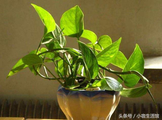 绿萝用一层花盆养需要注意什么,绿萝怎么养叶子油亮