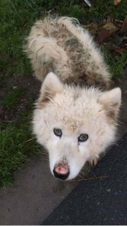 萨摩耶走丢了路边哭了两个小时,被主人遗弃的萨摩耶后续