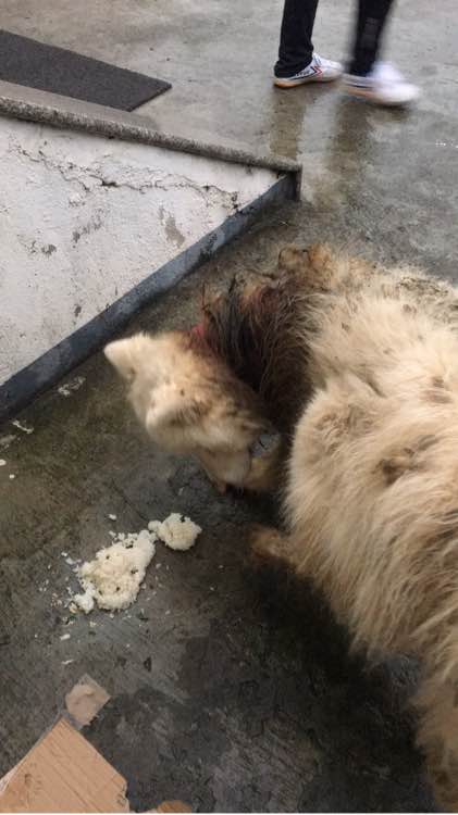 萨摩耶走丢了路边哭了两个小时,被主人遗弃的萨摩耶后续