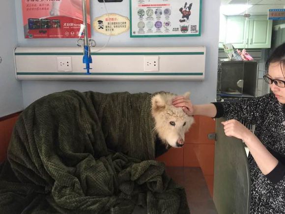 萨摩耶走丢了路边哭了两个小时,被主人遗弃的萨摩耶后续