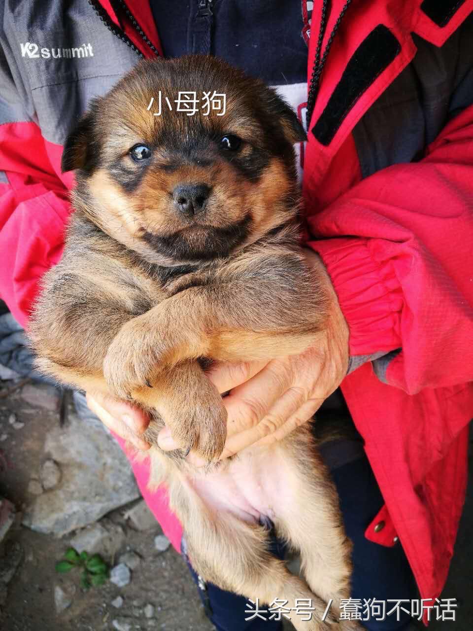 流浪狗自述真实故事,养一只流浪狗的自述