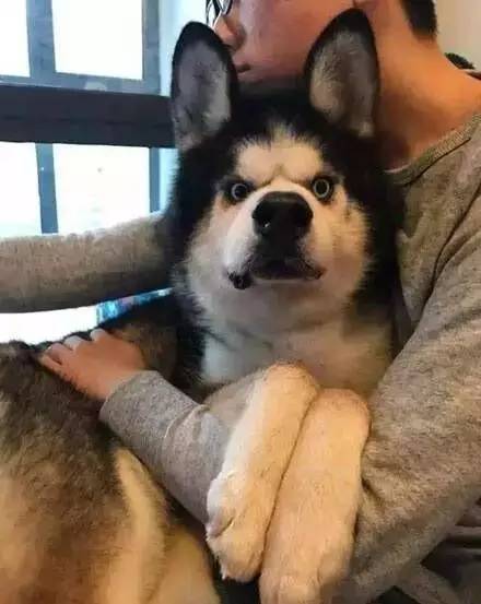 办狗证疑问在线解答,福州狗证办理多长时间能拿到狗证