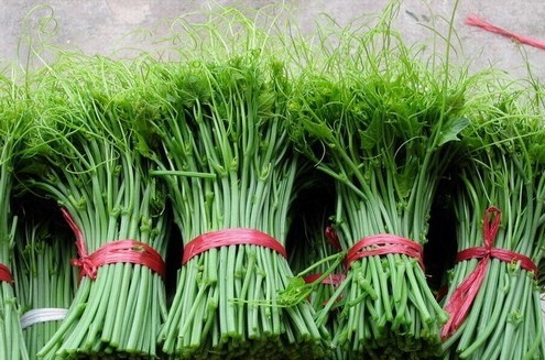 每一种菜都是纯天然的绿色蔬菜,这才是真正的纯天然无公害蔬菜