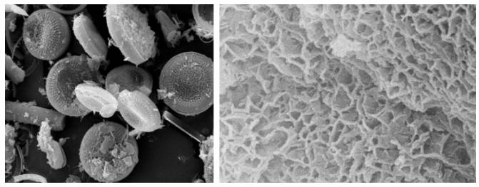 硅藻泥测试视频,硅藻检测是什么方法