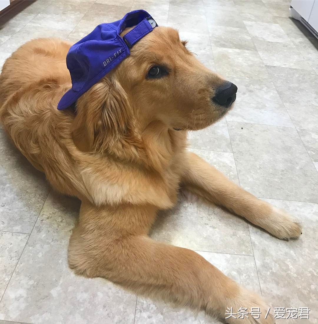 6个月的狗狗吃完奶吐奶怎么回事,半个月狗狗吐奶不爱吃奶怎么办