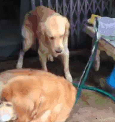 活生生的看着雪白的萨摩耶跟着哈士奇变成黑黢黢的