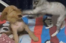 活生生的看着雪白的萨摩耶跟着哈士奇变成黑黢黢的