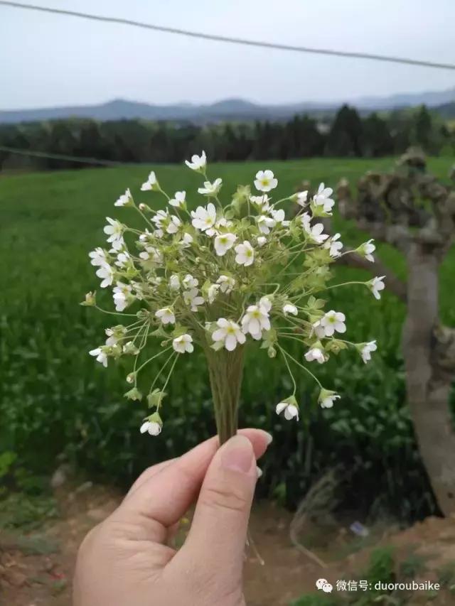 老桩多肉爱生根吗,多肉老法师老桩名品