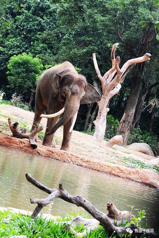 广州长隆野生动物园游玩攻略,广州长隆野生动物园攻略自由行