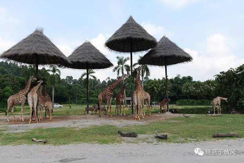 广州长隆野生动物园游玩攻略,广州长隆野生动物园攻略自由行