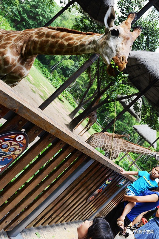 广州长隆野生动物园游玩攻略,广州长隆野生动物园攻略自由行