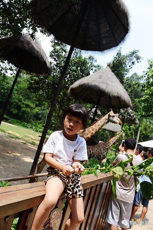 广州长隆野生动物园游玩攻略,广州长隆野生动物园攻略自由行