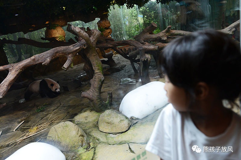 广州长隆野生动物园游玩攻略,广州长隆野生动物园攻略自由行