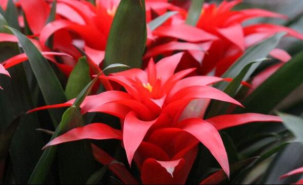 正确养鸿运当头的方法,鸿运当头凤梨花怎么养