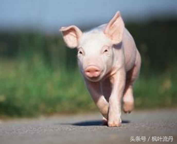 生肖猪最具意思的性格和优点!