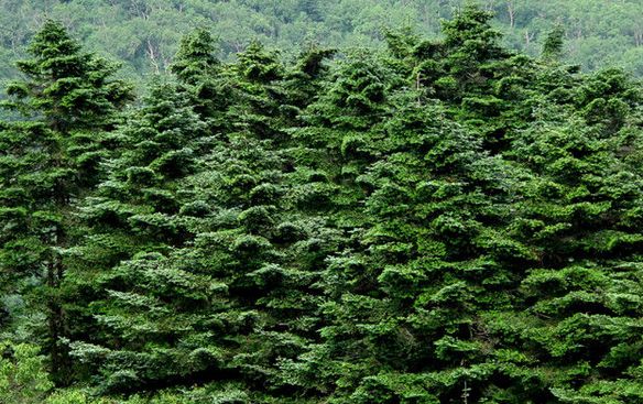 “枞阳”这个县名,“百度”的解释,居然没有一处是对!