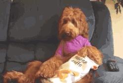 从小养一只狗狗是什么体验,养一只狗狗狗会觉得孤单吗