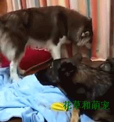 阿拉斯加犬非要给狼狗唱歌,狼狗一龇牙阿拉瞬间就老实了