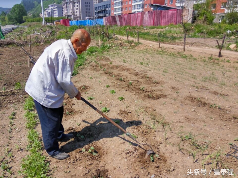 102岁老人种菜长寿秘诀,百岁老人的种菜经验口诀