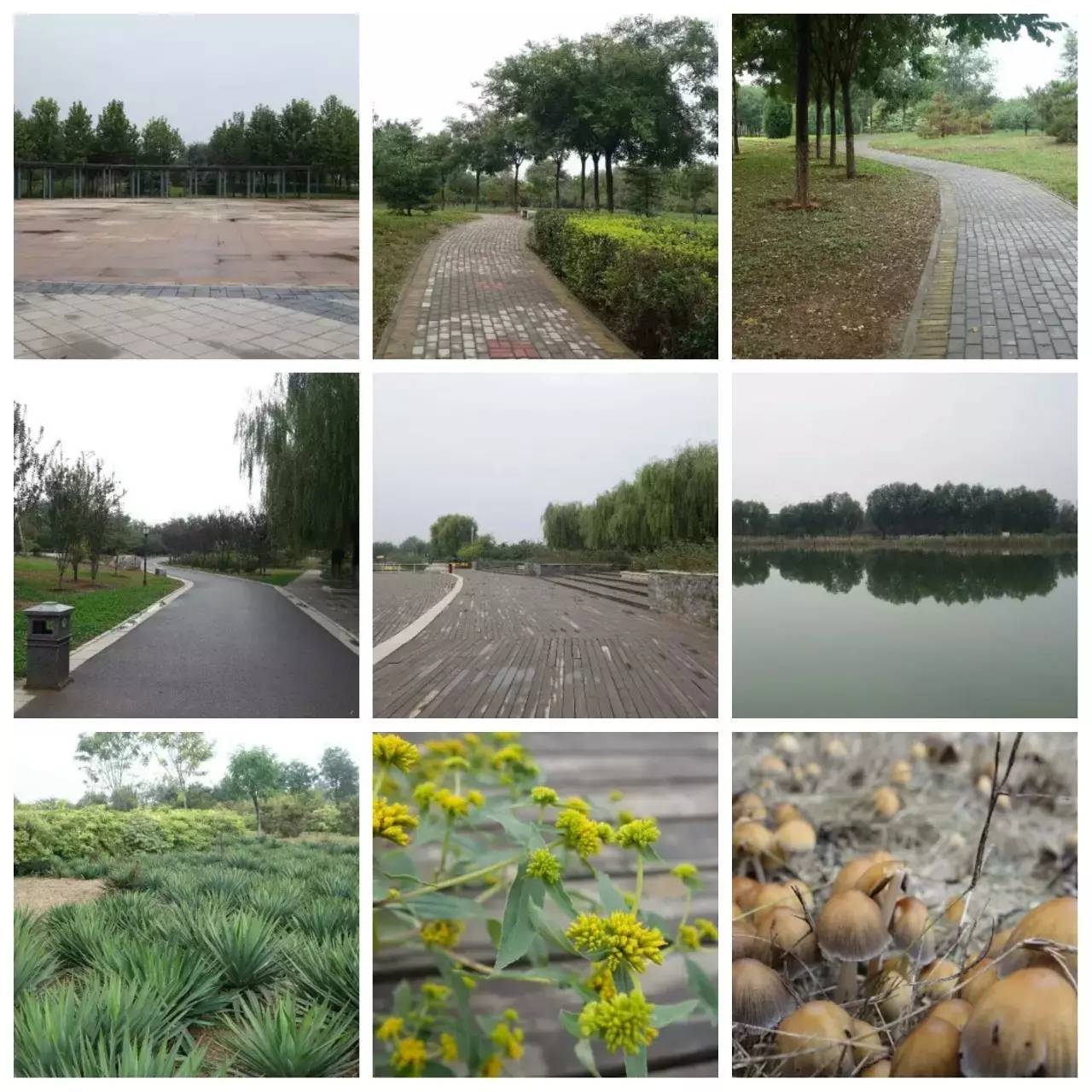 我用30万步，走遍石家庄公园