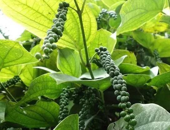 罗马人带来了黄金,带走的却是它