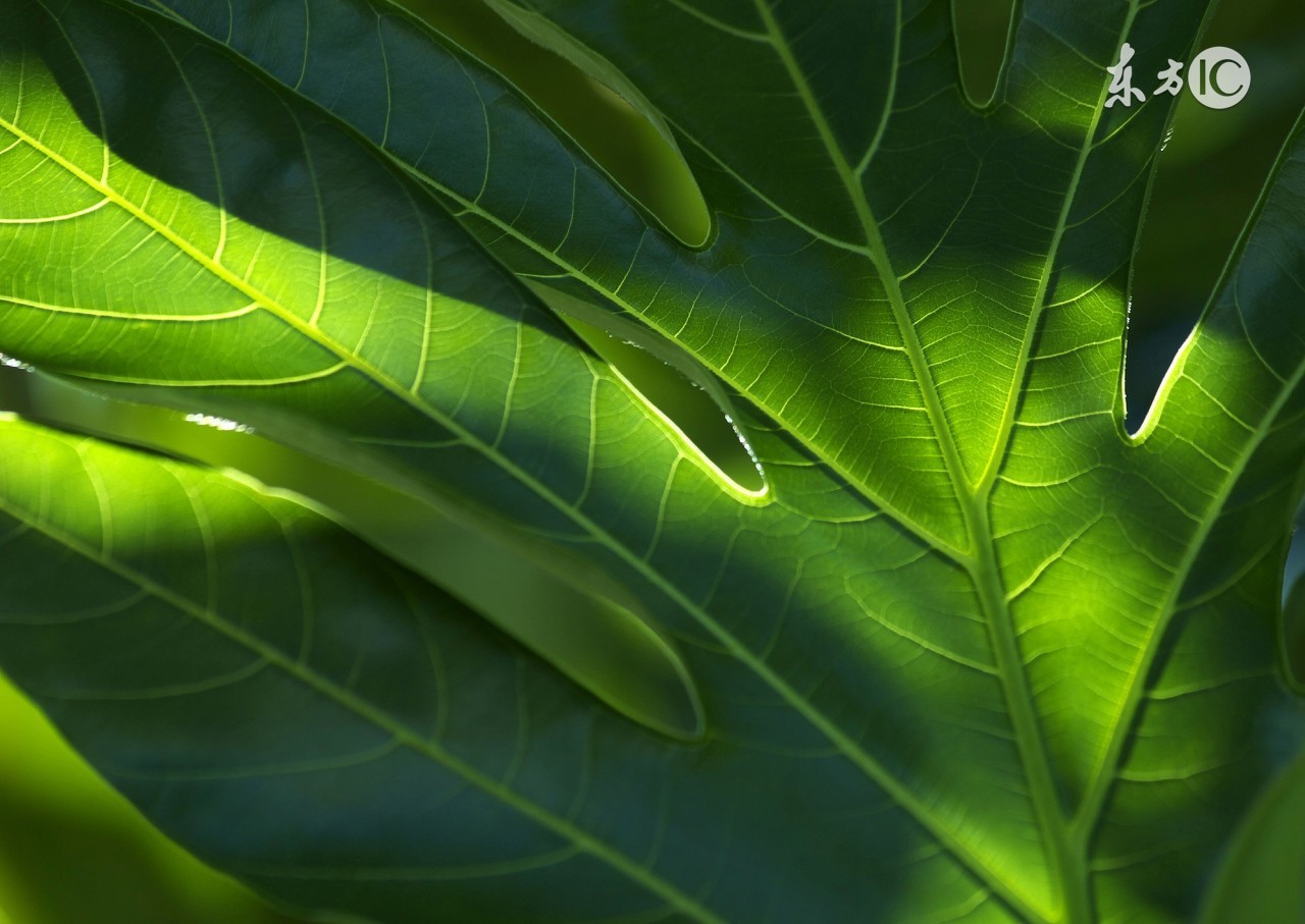 十二月份英语单词巧记,英语顺口溜快速记单词