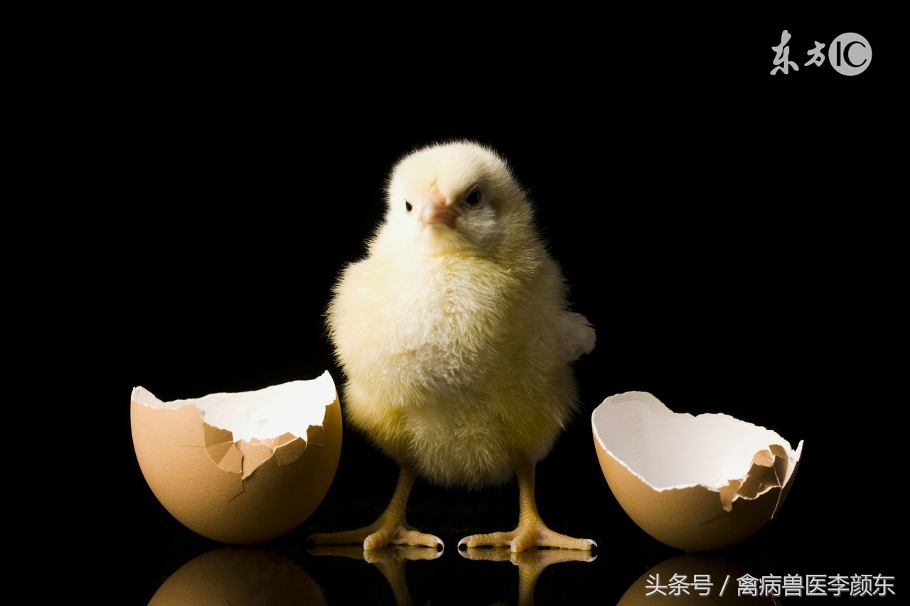 鸡病篇—细菌病大杆、腹膜炎、眼型的大肠杆菌治疗方案