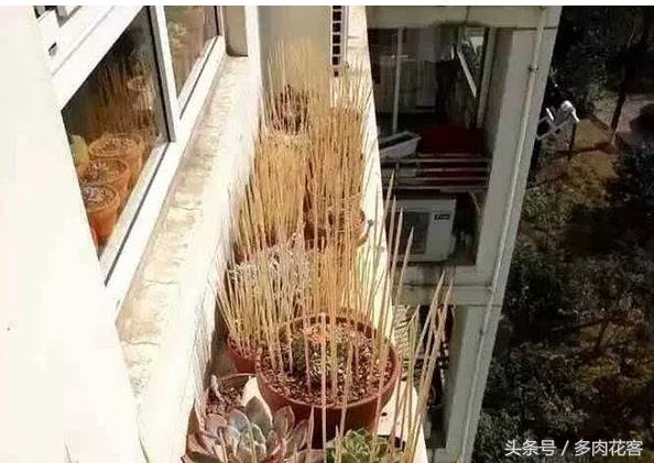 如何防止多肉被鸟咬,养多肉怎么防鸟