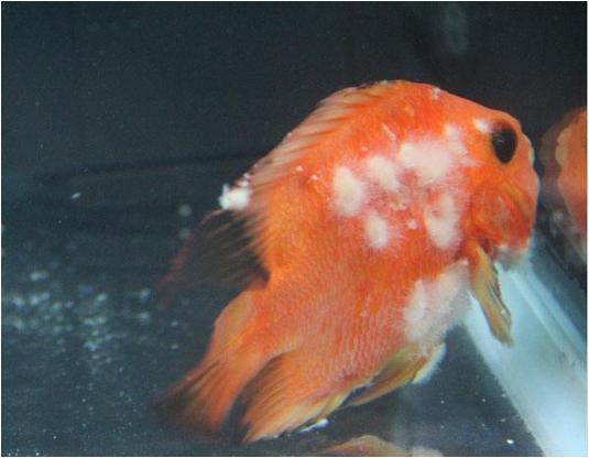 常见鱼病症状及治疗方法,锦鲤常见鱼病鉴别与防治