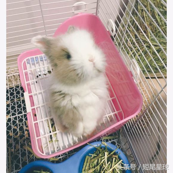 兔子感冒症状治疗方法,兔子感冒了后头歪怎么办