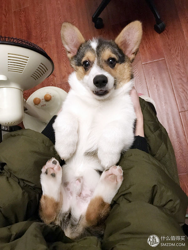 目测托米你要火！丝倍亮成犬全价托米亲吃评测以及托米的成长史