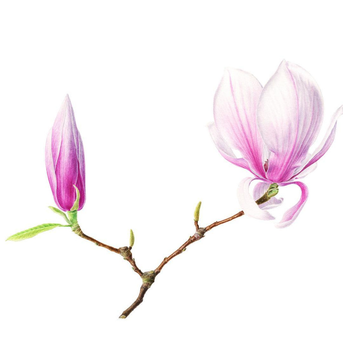 尿道支原体感染可以备孕吗,备孕支原体感染多久能治好