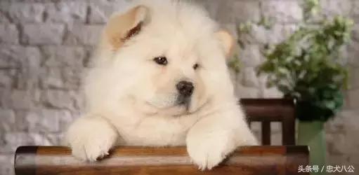 最好看的松狮犬,深紫之舌松狮犬