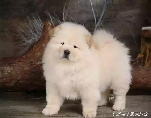 最好看的松狮犬,深紫之舌松狮犬