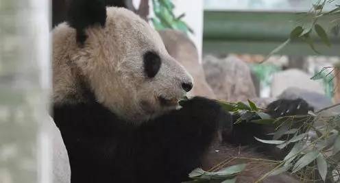 蜀兰大熊猫 (大熊猫蜀兰回家)