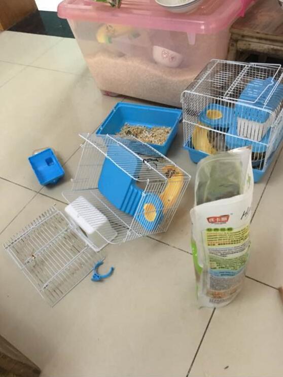 给仓鼠换了木屑就啃笼子,给仓鼠换垫料不小心惊吓到了