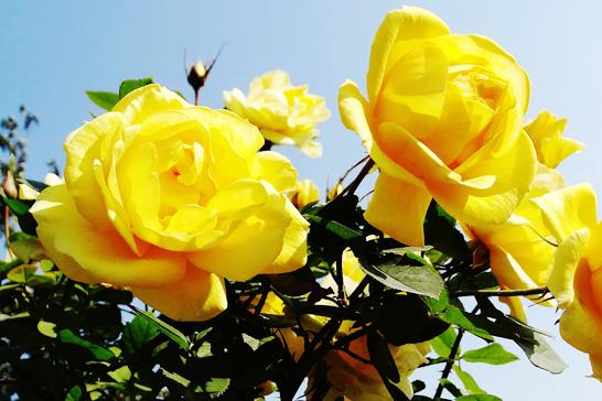 北京月季花海在哪里,北京最美月季景点