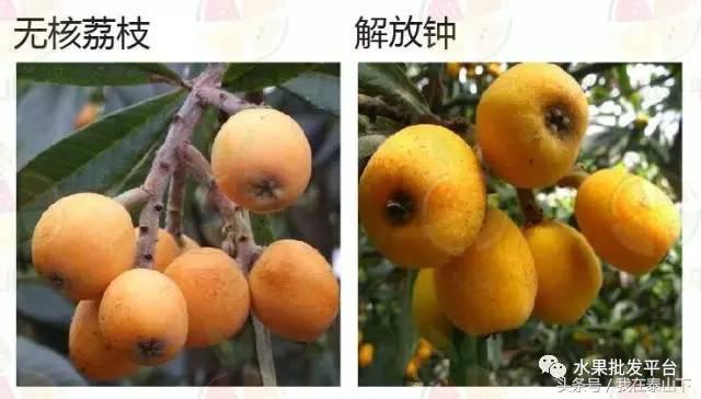 水果分类分为哪几类,超市水果分类表一览表