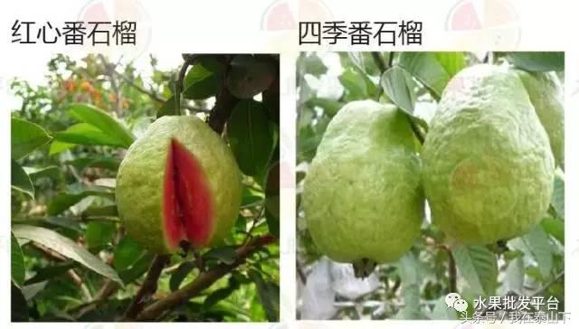 水果分类分为哪几类,超市水果分类表一览表