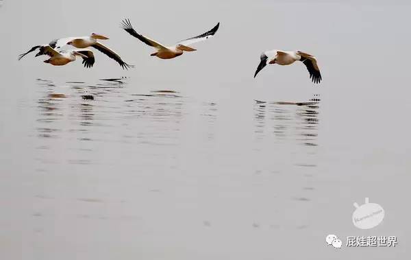 一天之内连开两条国际航线成都直飞非洲大陆往返1450元啦!