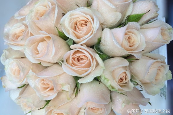 玫瑰的花语取名,玫瑰的花语100句