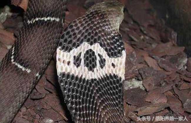 被眼镜蛇咬了怎么办视频,被眼镜蛇咬了怎么办急救