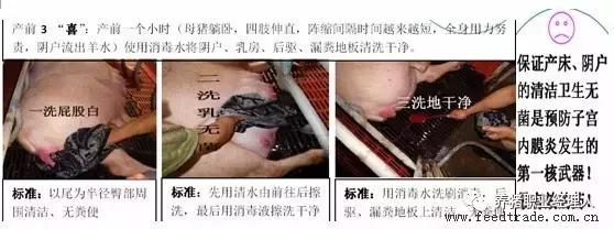 母猪临产应注意哪些事,什么是母猪分娩时的饲养管理