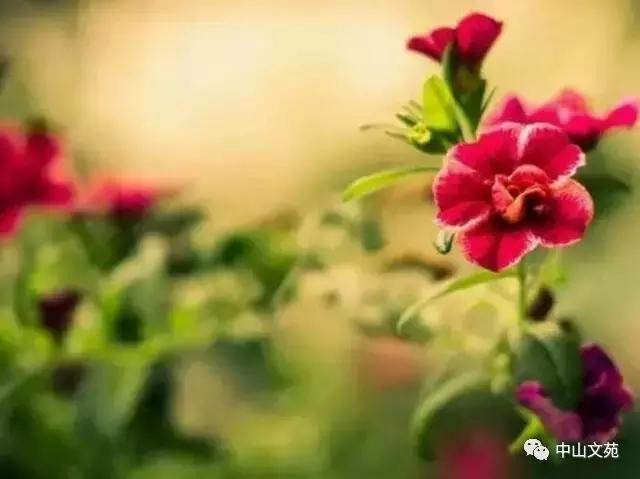 王国珍诗歌,汪国真现代诗