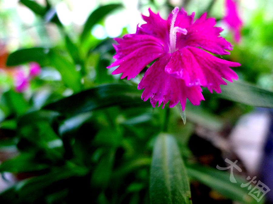 母亲节康乃馨图画,母亲节康乃馨花艺作品图集