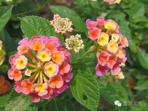 珠海几种常见的花,适合广东地区的观赏植物