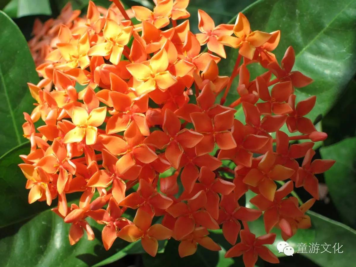 珠海几种常见的花,适合广东地区的观赏植物